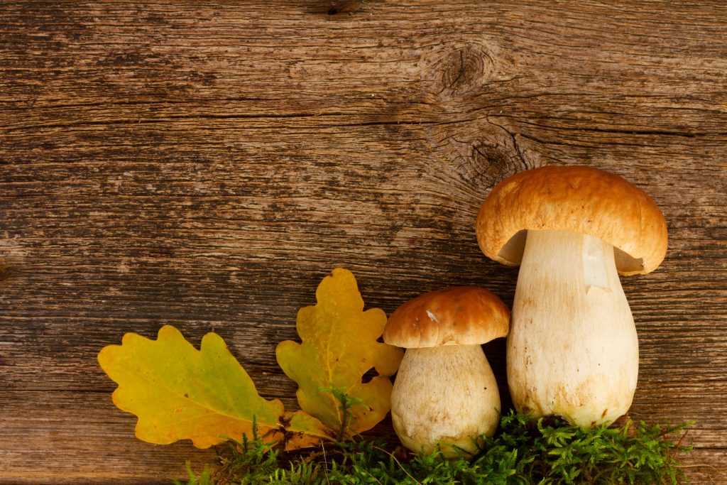 Deux champignons cèpes frais posés sur un fond en bois avec des feuilles jaunes et de la mousse