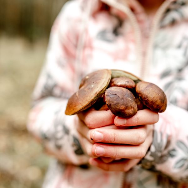 Jeune femme tenant des champignons shiitake fraîchement récoltés dans ses mains. Riches en nutriments et en composés bioactifs, les shiitakes renforcent le système immunitaire et possèdent des propriétés antivirales et antibactériennes.