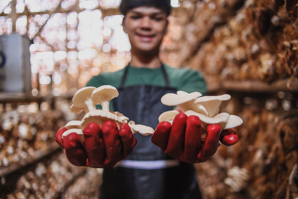 Producteur présentant des champignons pleurotes frais avec des gants rouges dans une ferme
