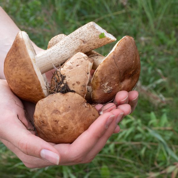 Mains tenant des champignons fraîchement récoltés, illustrant les propriétés du Shiitake. Ce champignon est reconnu pour ses effets bénéfiques sur le système immunitaire, la digestion et la santé cardiovasculaire.
