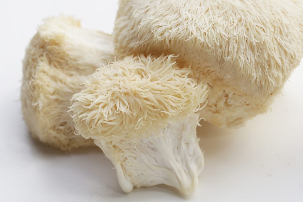 Champignon crinière de lion (Hericium erinaceus) frais sur fond blanc