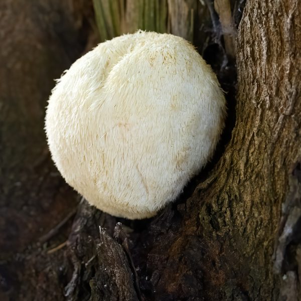Champignon Lion's Mane (Hericium erinaceus) poussant sur un tronc d’arbre. Connu pour ses propriétés neuroprotectrices, il favorise la régénération nerveuse, améliore la mémoire et la concentration, et est utilisé en médecine naturelle pour ses effets bénéfiques sur le cerveau.