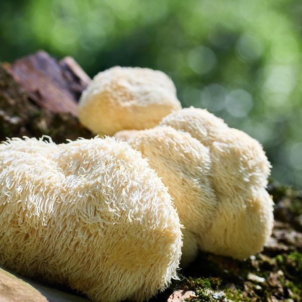 Champignons Lion’s Mane (Hericium erinaceus) poussant sur une bûche recouverte de mousse dans une forêt verdoyante. Connus pour leurs bienfaits sur la mémoire et la concentration, ces champignons adaptogènes sont très prisés en phytothérapie.