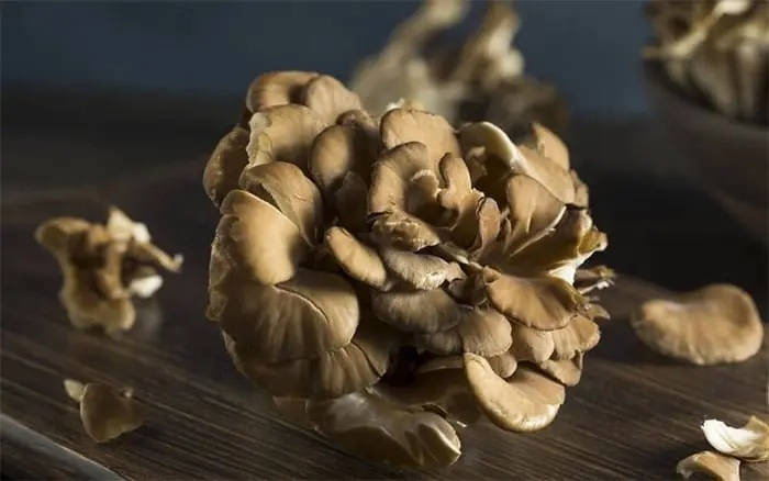champignon maitake bienfaits