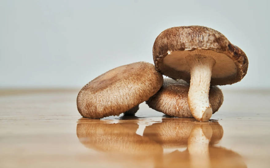 Gélules de shiitake – complément naturel