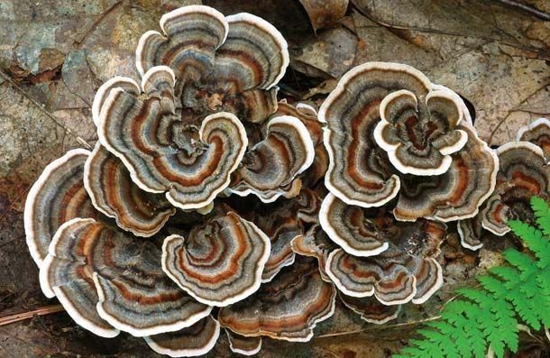 Mycothérapie bienfaits