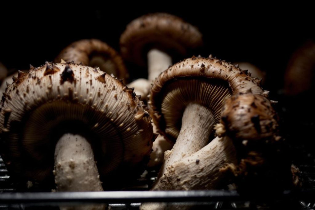 Mycothérapie effet secondaire